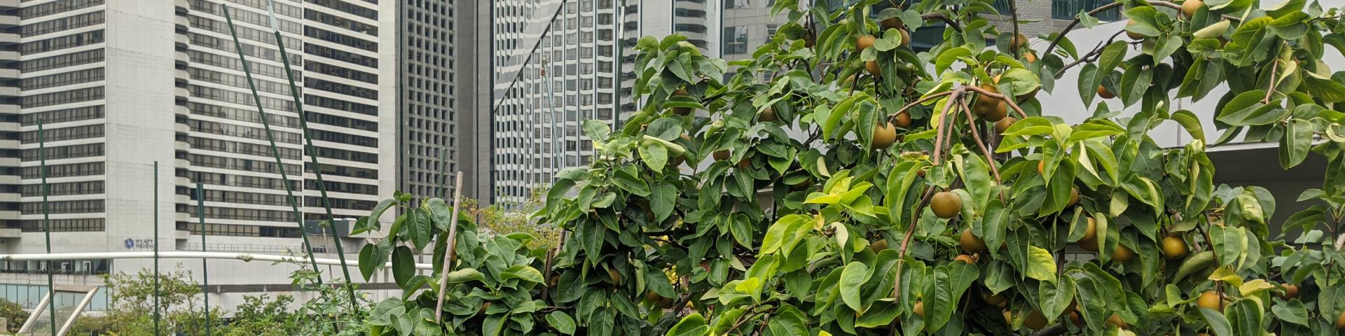 YWCA Rooftop Garden