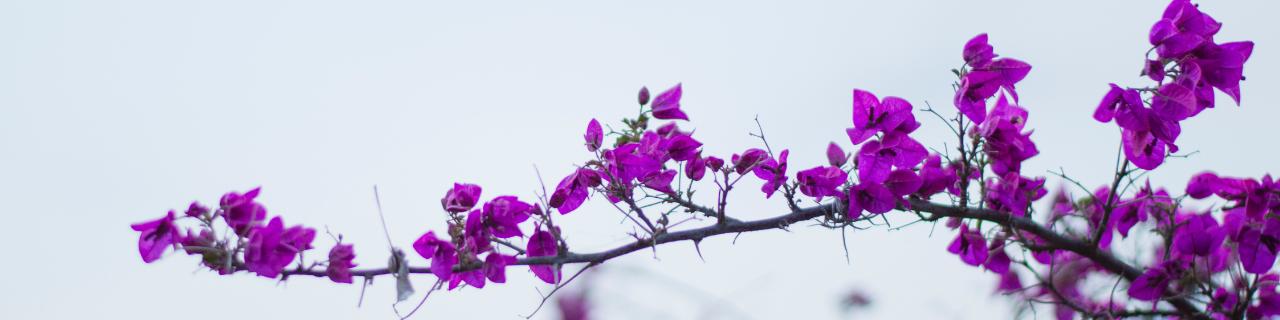 Flower background