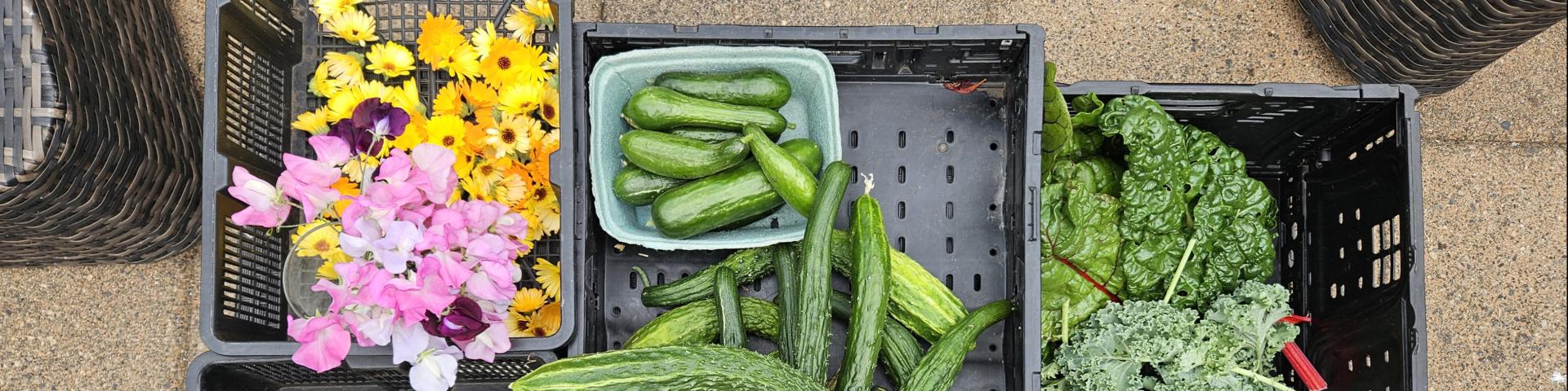 Collection of flowers and vegetables in containers