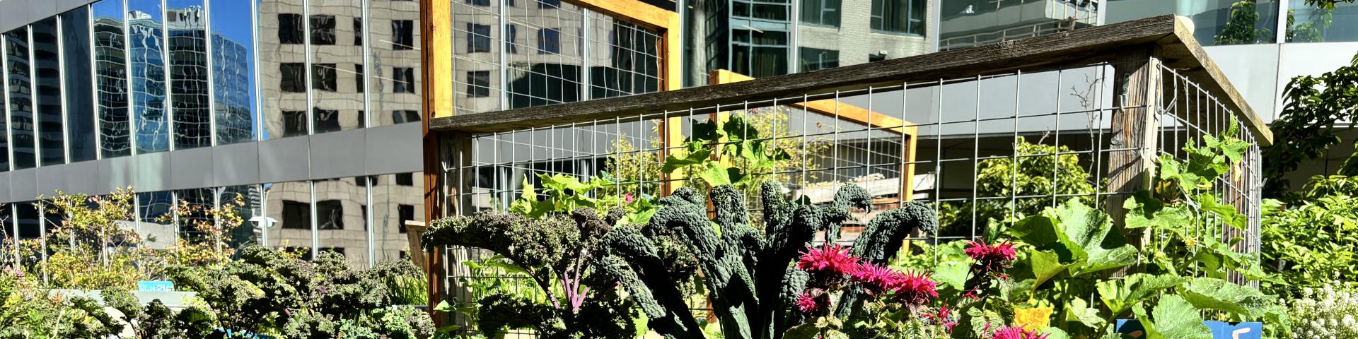 Rooftop Garden