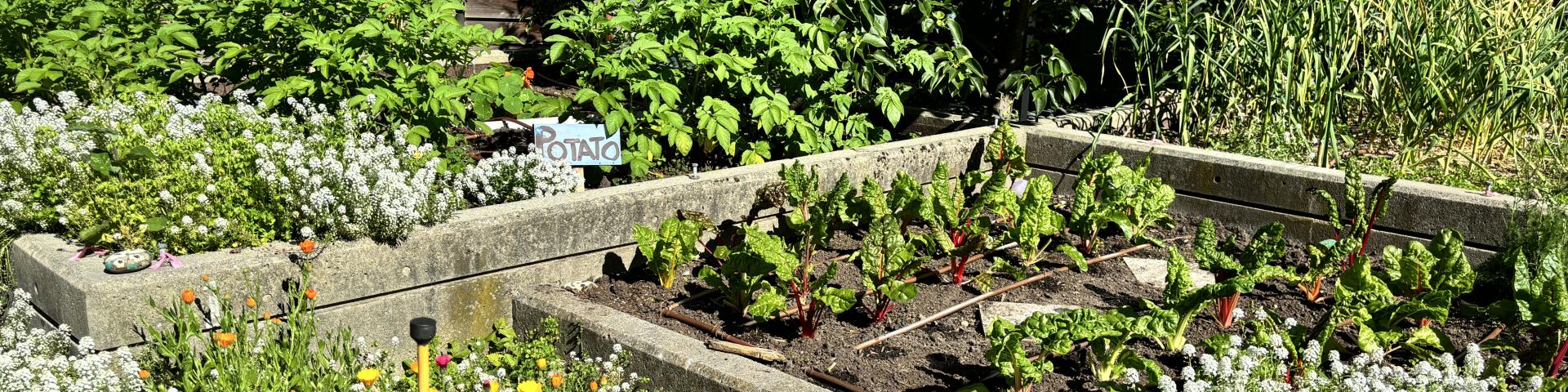 YWCA Metro Vancouver's Rooftop Garden