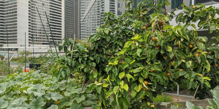 YWCA Rooftop Garden