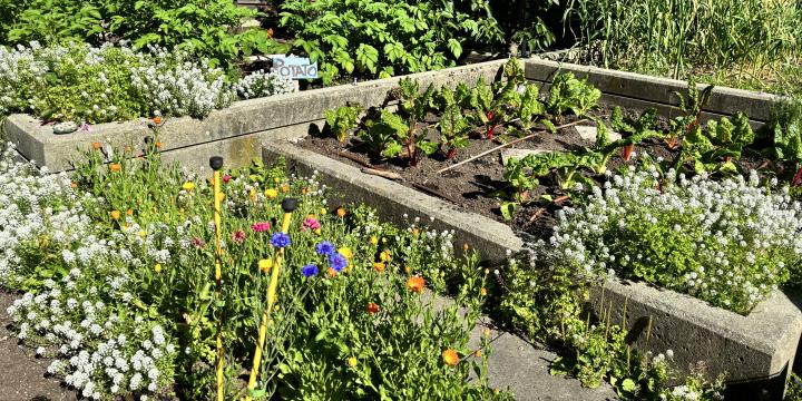 Rooftop Garden