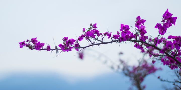Flower background