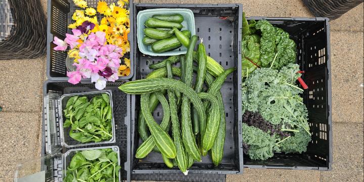 Collection of flowers and vegetables in containers