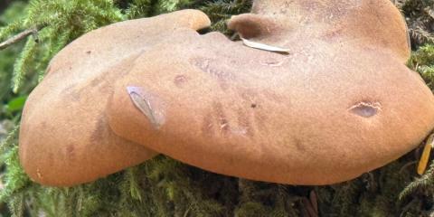 The Nature Zone 2025. Photo taken by participant.