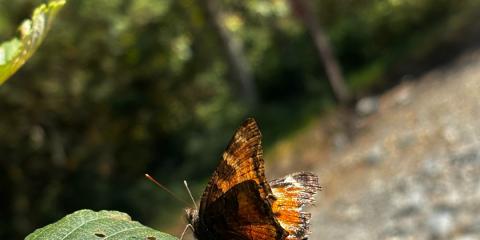 The Nature Zone 2025. Photo taken by participant.