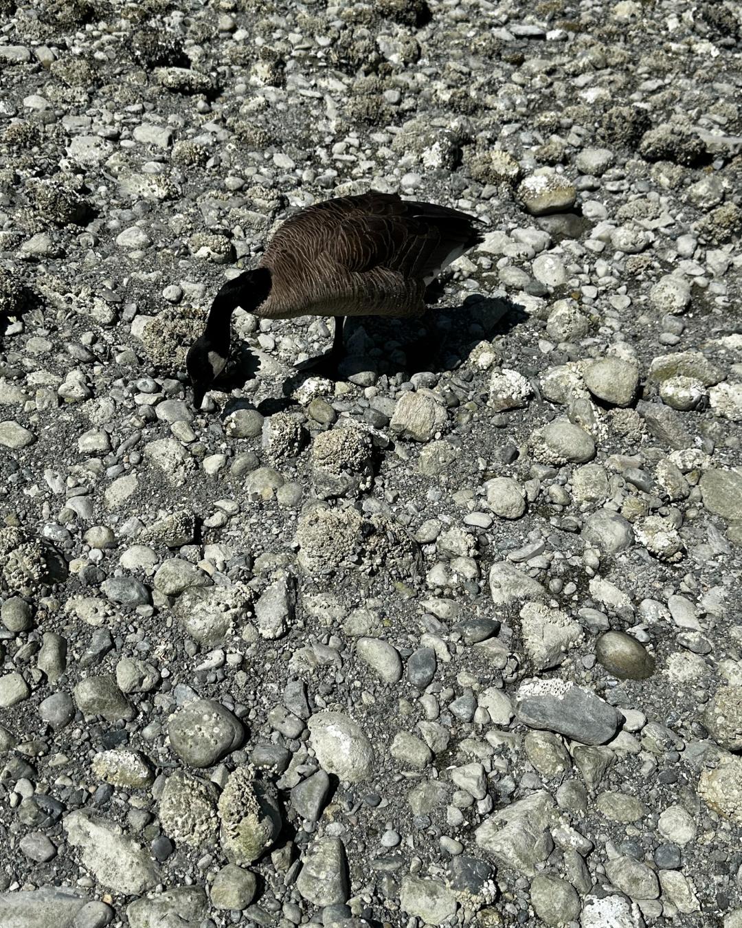 The Nature Zone 2025. Photo taken by participant.