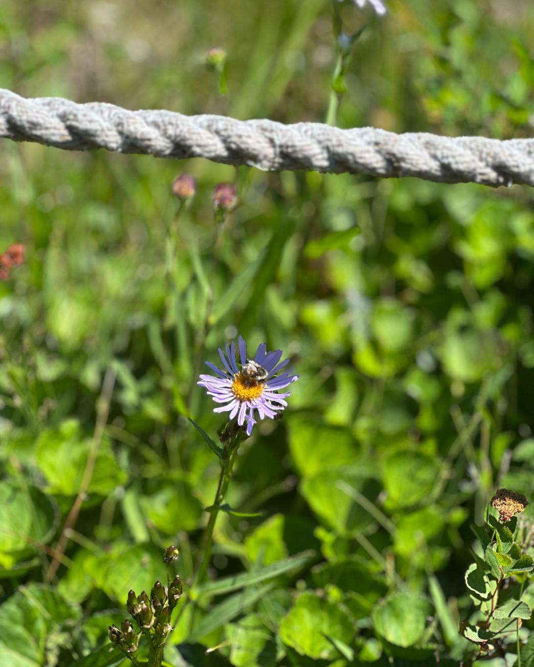 The Nature Zone 2025. Photo taken by participant.