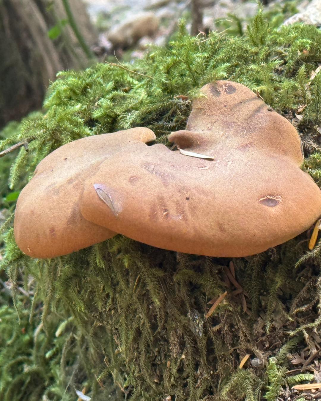 The Nature Zone 2025. Photo taken by participant.