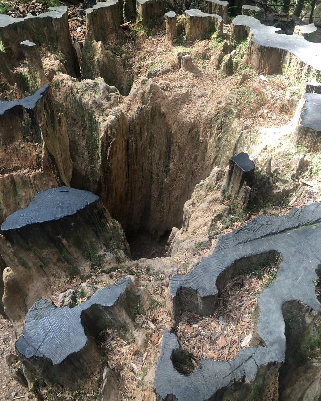 The Nature Zone 2025. Photo taken by participant.