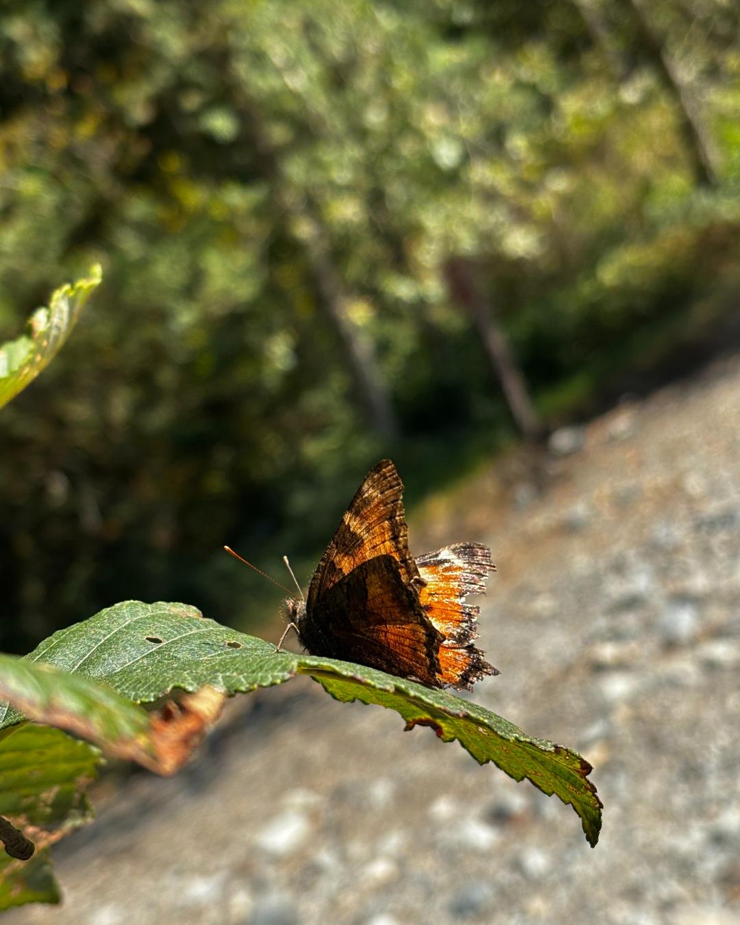 The Nature Zone 2025. Photo taken by participant.