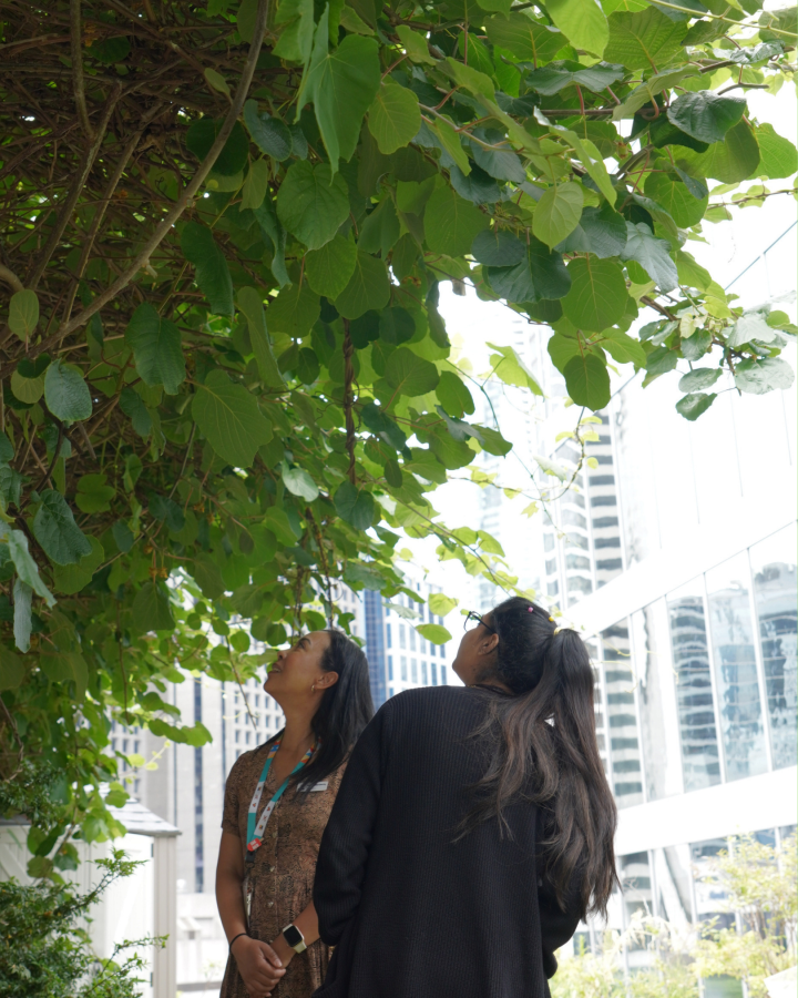 Participants looking up at and admiring plants in the Rooftop Garden