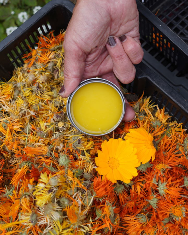 Hand holding homemade calendula balm above calendula flowers in a tray