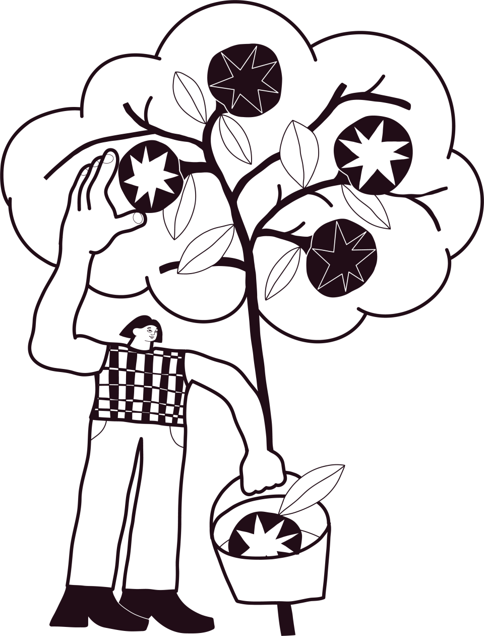 Person picking apples from a tree